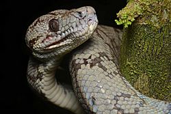 Corallus hortulanus head, Peru.jpg