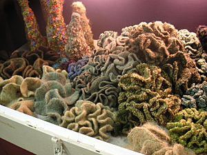 Archivo:Crochet hyperbolic kelp