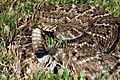 Crotalus atrox (2)