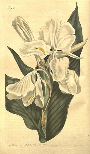 Archivo:Curtis's botanical magazine (No. 708) (8447522415)