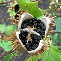 Datura stramonium Bieluń dziędzierzawa Seed