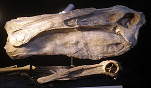 Archivo:Deinocheirus Skull