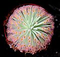 Drosera derbyensis ne2