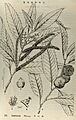 E mei zhi wu tu zhi (1945) (21295909831)