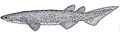 Echinorhinus bruc