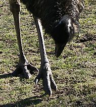 Archivo:Emu feet