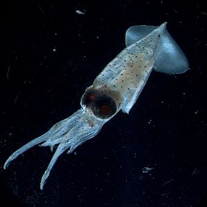 Archivo:Enoploteuthis