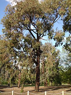 Eucalyptus sideroxylon 3.jpg