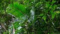 Euterpe edulis Mart. (9523594862)