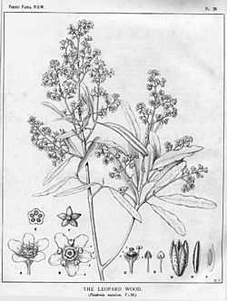 Archivo:Flindersia maculosa00