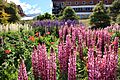 Flower garden in Ushuaia (5543015603)