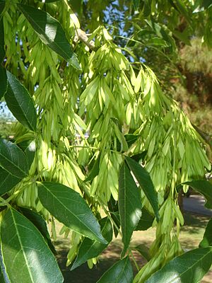 Archivo:Fraxinus-velutina-20080402