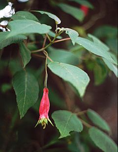 Fuchsia splendens.jpg