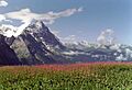 Grosse Scheidegg, polygonum