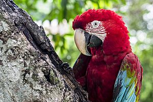 Archivo:Guacamaya en su habitat