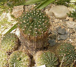 Gymnocalycium deeszianum ies.jpg