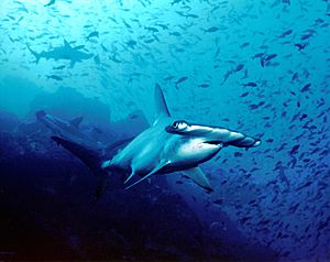 Archivo:Hammerhead shark, Cocos Island, Costa Rica
