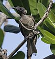 Helmeted friarbird cairns09