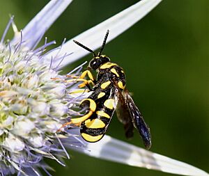 Archivo:IC Leucospis gigas