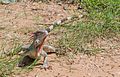 Iguana from Vereda del Lago 2