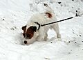 Jack Russel in snow