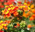 Lantana camara flowers and fruits