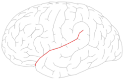Lateral sulcus.png