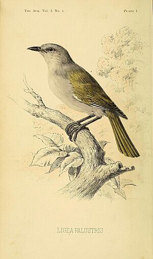 Archivo:Ligea palustris Auk 1884