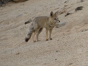 Archivo:Lycalopex griseus (zorro). Parque nacional Pan de Azúcar. Región de Atacama. Chile