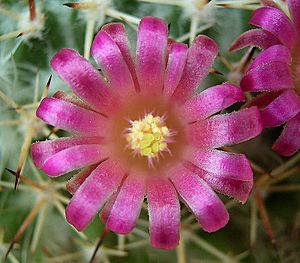 Archivo:Mammillaria wiesingeri ssp apamensis5 ies