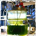 Microalgal reactor