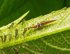 Archivo:Micromus.aphids.2