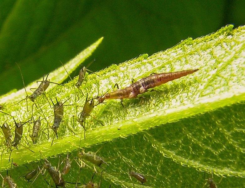 Micromus.aphids.2
