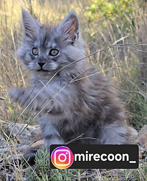 Archivo:Mirecoon4
