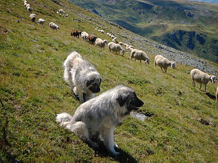 Archivo:Murgjo Sharr Mountain Dog Nedi Limani