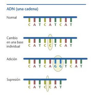 Archivo:Mutación ADN