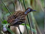 Archivo:Myrmornis torquata - Wing-banded Antbird (male)), Carajas National Forest, Pará, Brazil