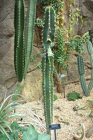 Archivo:Neoraimondia herzogiana - Brooklyn Botanic Garden - Brooklyn, NY - DSC08045