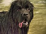Newfoundland dog 001.jpg