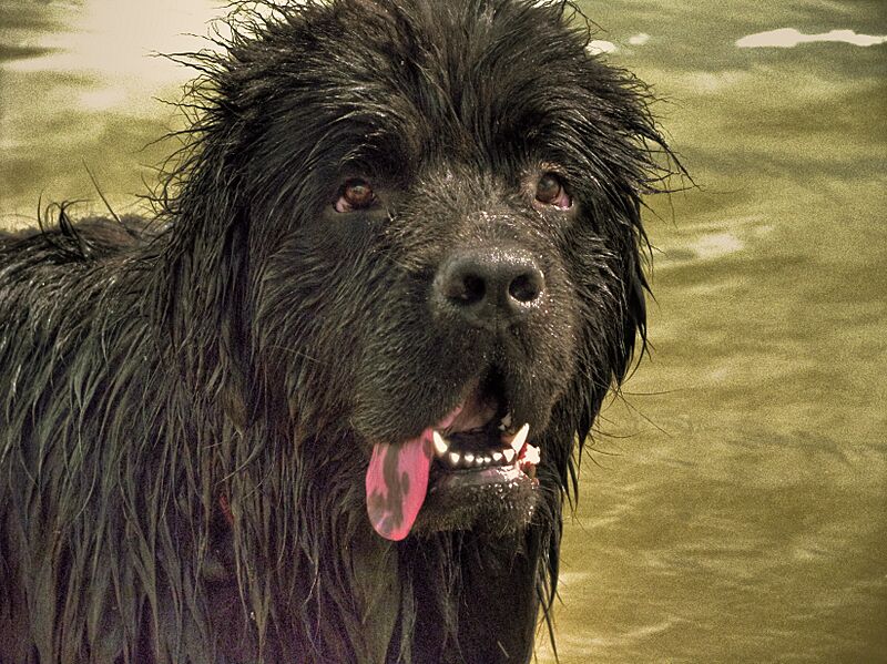 Newfoundland dog 001