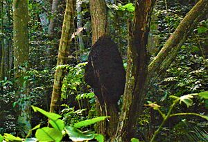 Archivo:Nido de termitas en la Welchman Hall Gully (parroquia de Saint Thomas, Barbados)