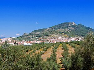 Archivo:Olivares cerca de Orcera