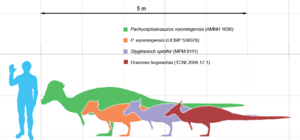 Archivo:Pachycephalosaurus scale