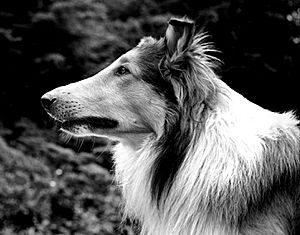 Archivo:Pal as Lassie 1942