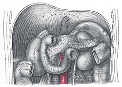Pancreas.jpg
