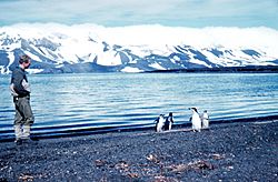 Archivo:Penguins on deception island 1962