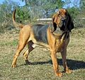 Perro de San Huberto