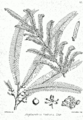Phyllanthus emblica Bra52