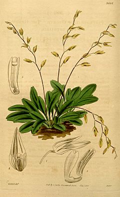 Pleurothallis grobyi.jpg