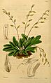 Pleurothallis grobyi